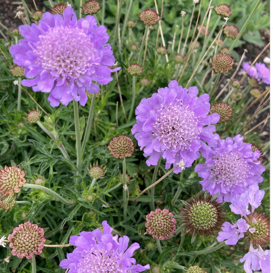Scabiosa Mauve Lace