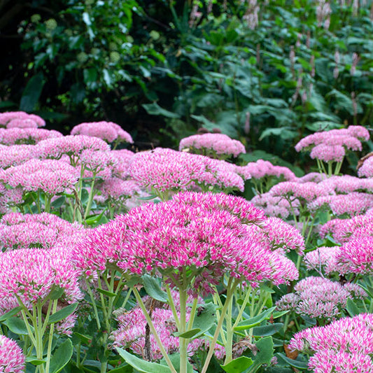 Sedum-Autumn-Joy-perennials-online-shop