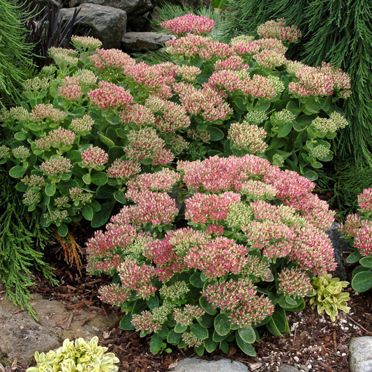 Sedum Hot Stuff