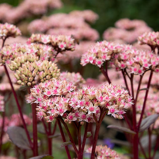 Sedum-Matrona-buy-plants-online-near-me
