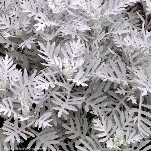 Senecio-viravira-online-plants-australia