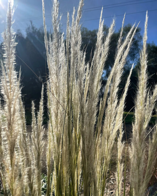 Stipa-ichu-plants-online-australia-1