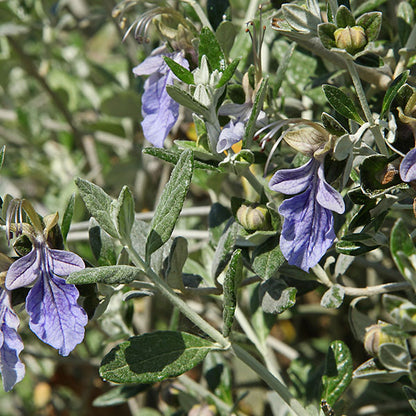 Teucrium-fruticans-buy-plants-online-near-me