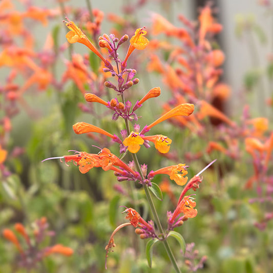 Agastache Apricot Sprite