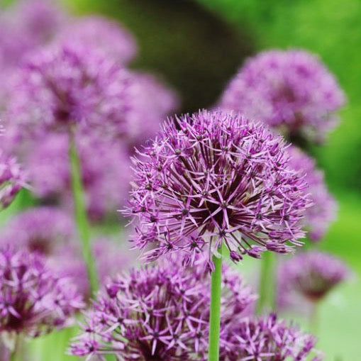 Allium Purple Rain – New Wave Perennials