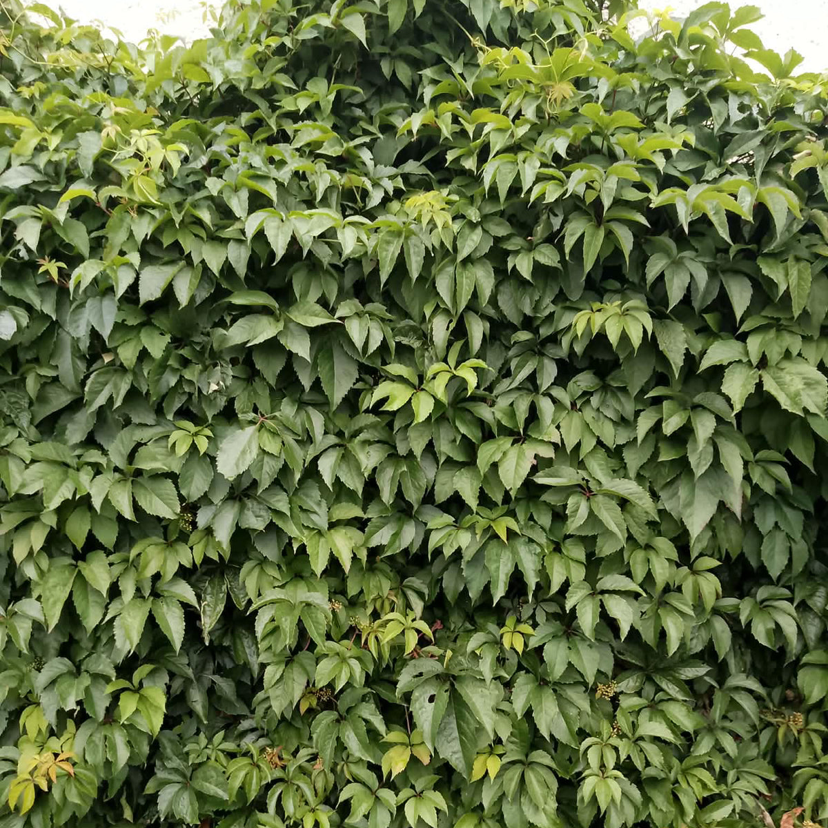 Parthenocissus Virginia Creeper