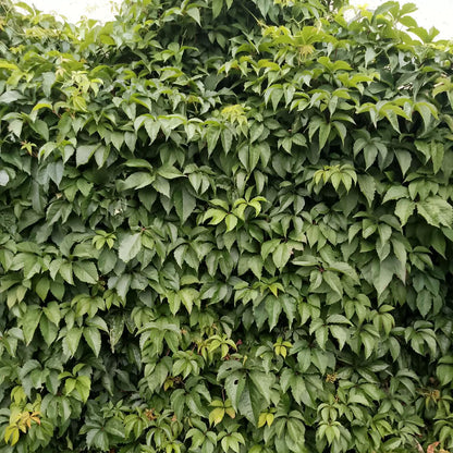 Parthenocissus Virginia Creeper