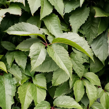 Parthenocissus Virginia Creeper