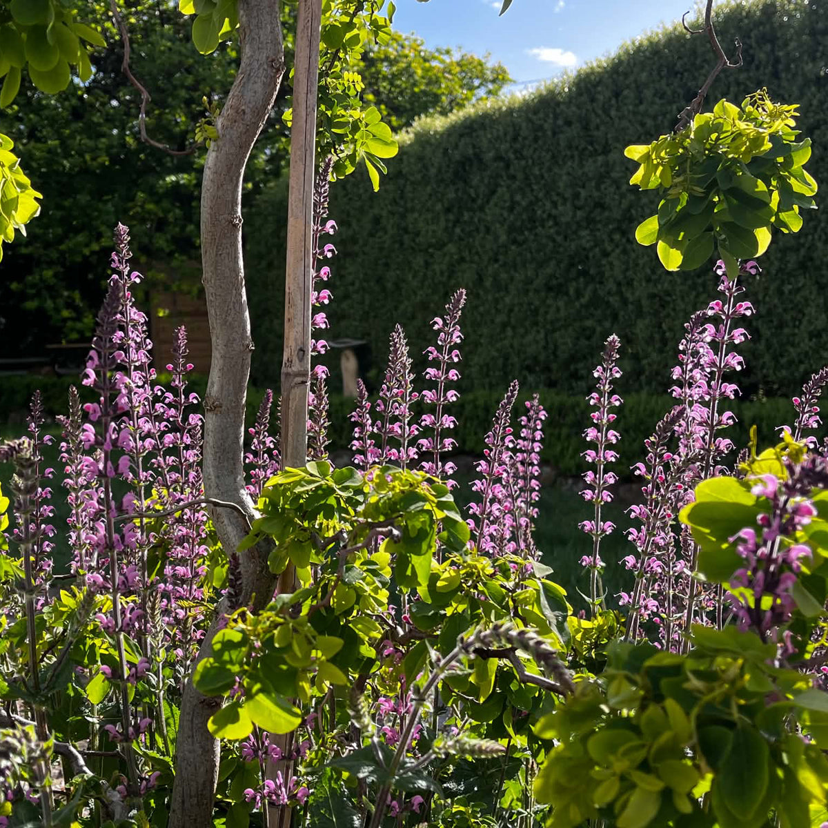 Salvia Serenade Pink