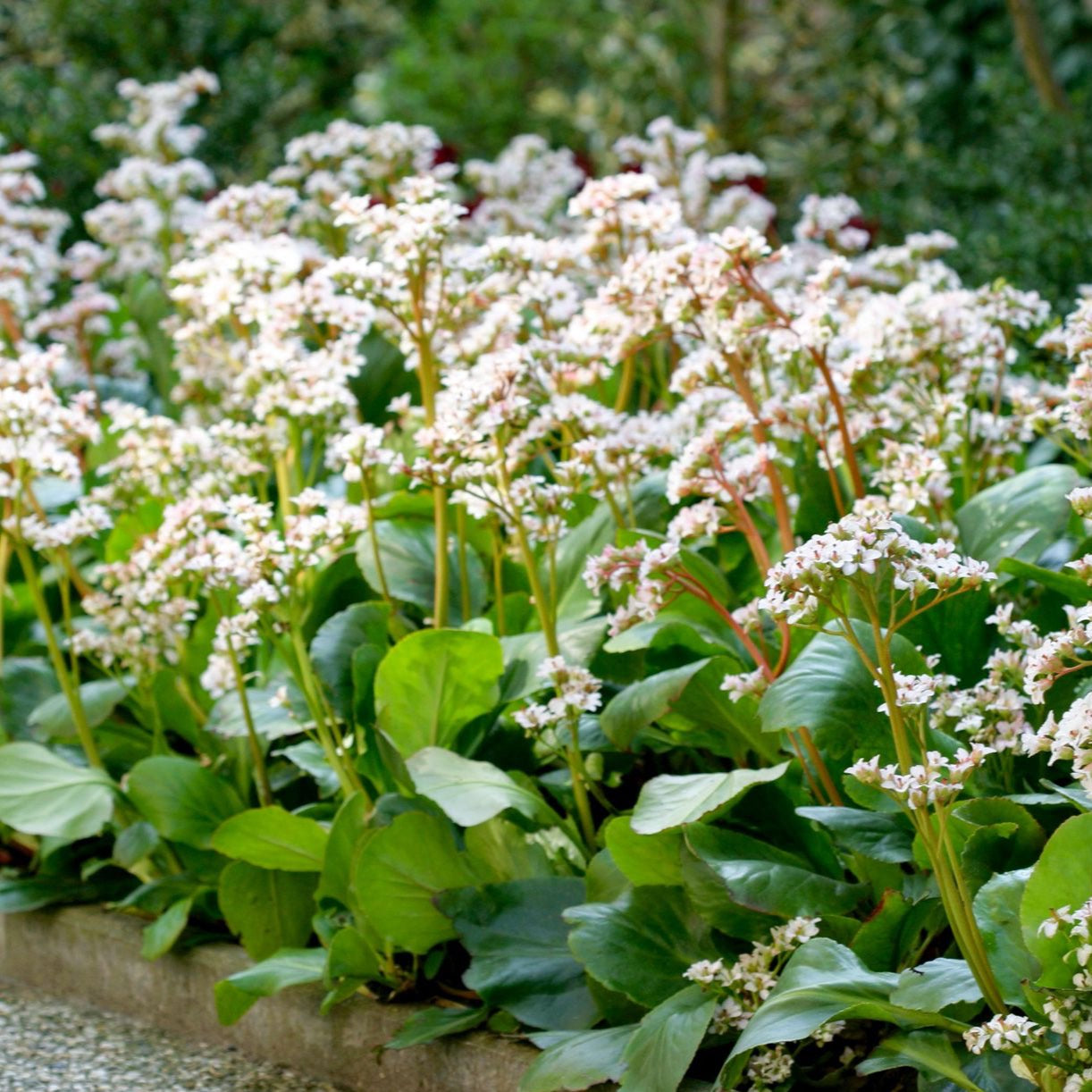 Bergenia ‘Bressingham White’