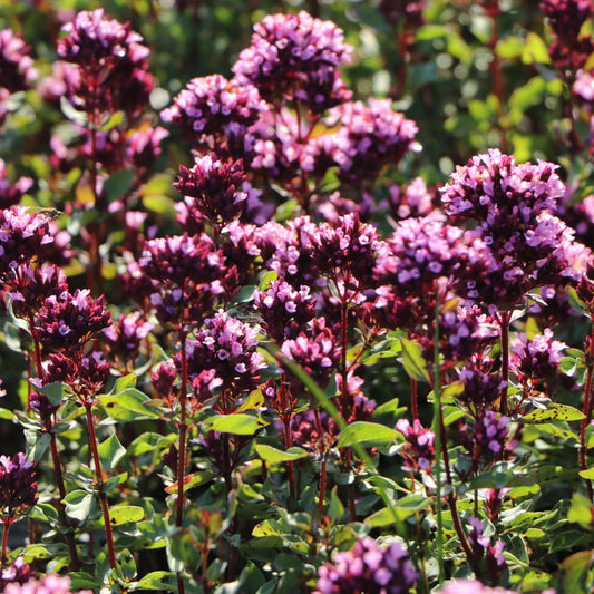 Oregano Herrenhausen