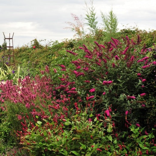 Buddleja Ascot Velvet