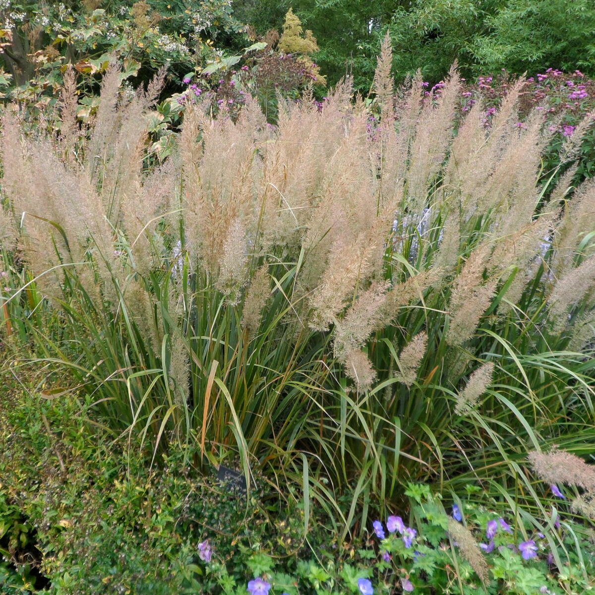 Calamagrostis brachytricha