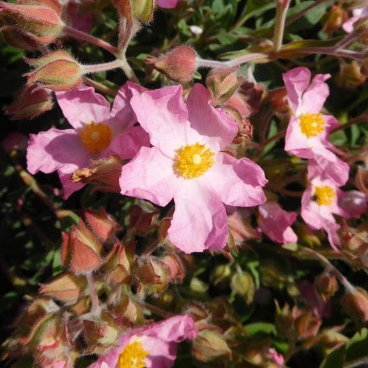 Cistus Silver Pink