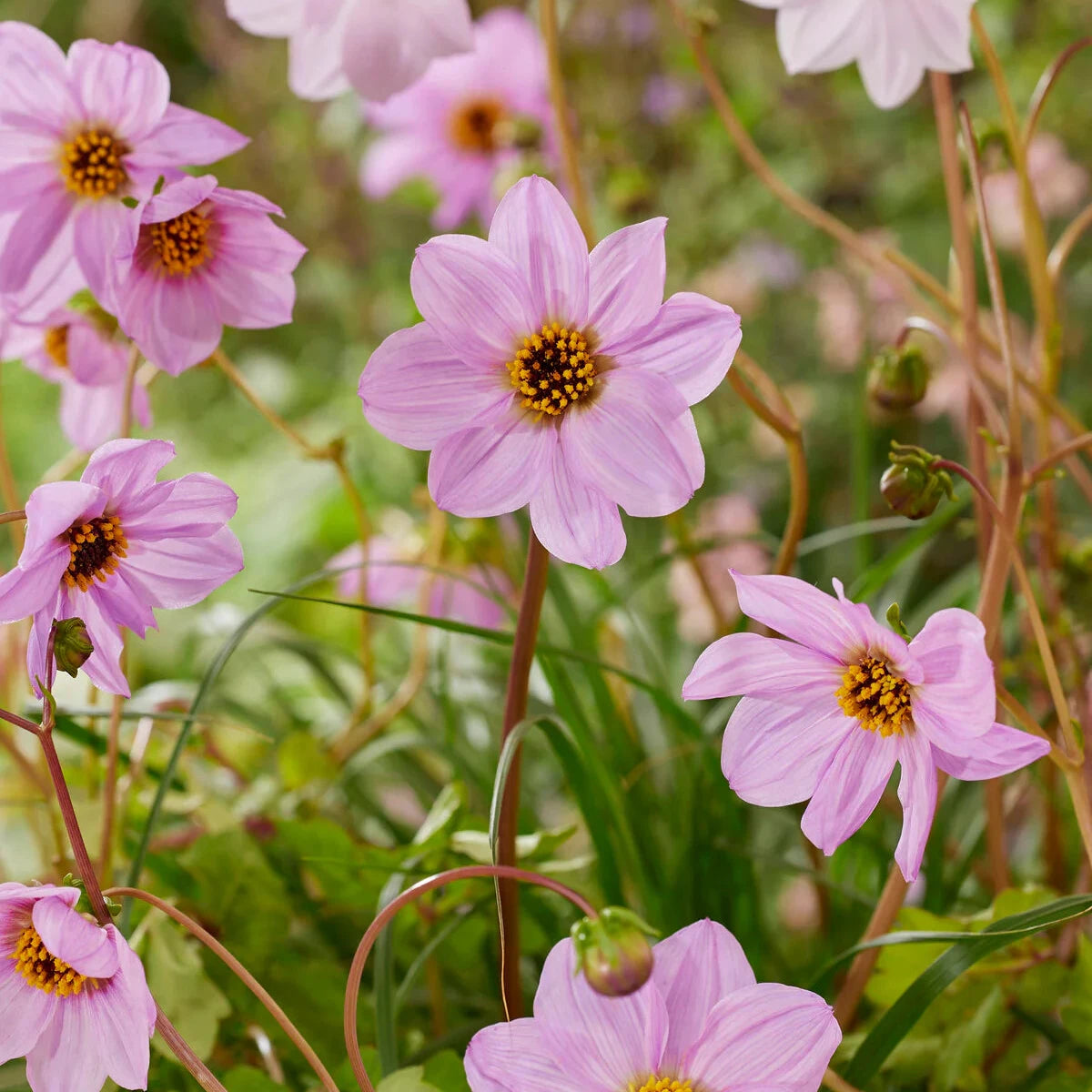 Dahlia merckii