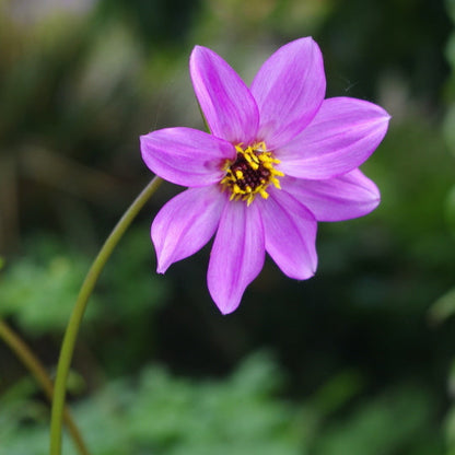 Dahlia merckii