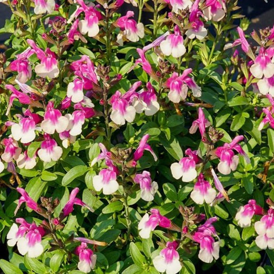 Salvia Mirage Rose Bicolor