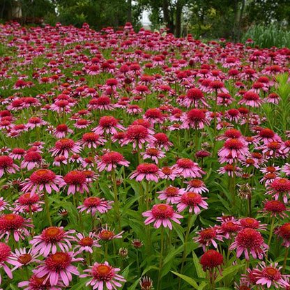 Echinacea Doublescoop Bubblegum