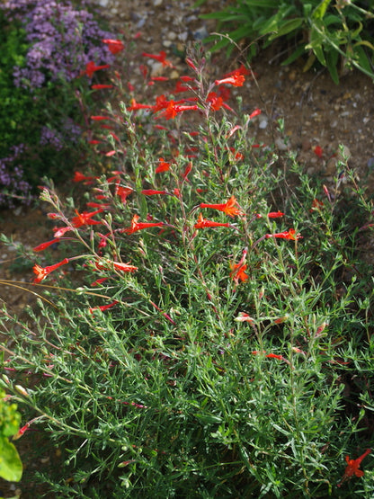 Zauschneria Western Hills