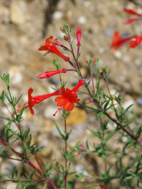 Zauschneria Western Hills