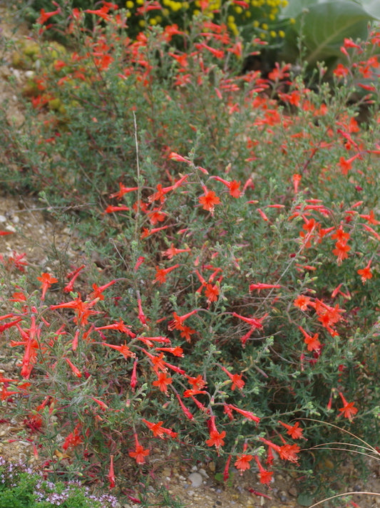 Zauschneria Western Hills