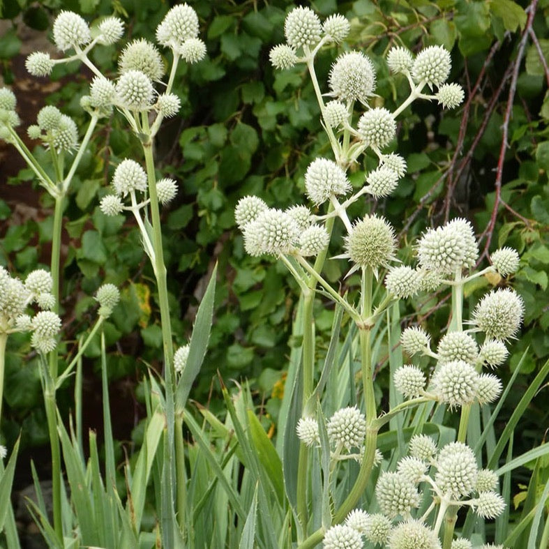 Eryngium Rattlesnake Master