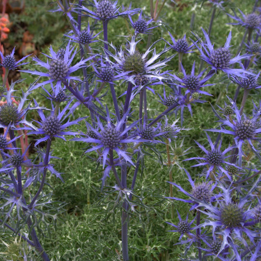 Eryngium Oxford Blue