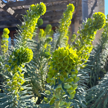 Euphorbia wulfenii