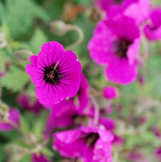 Geranium Ann Folkhard