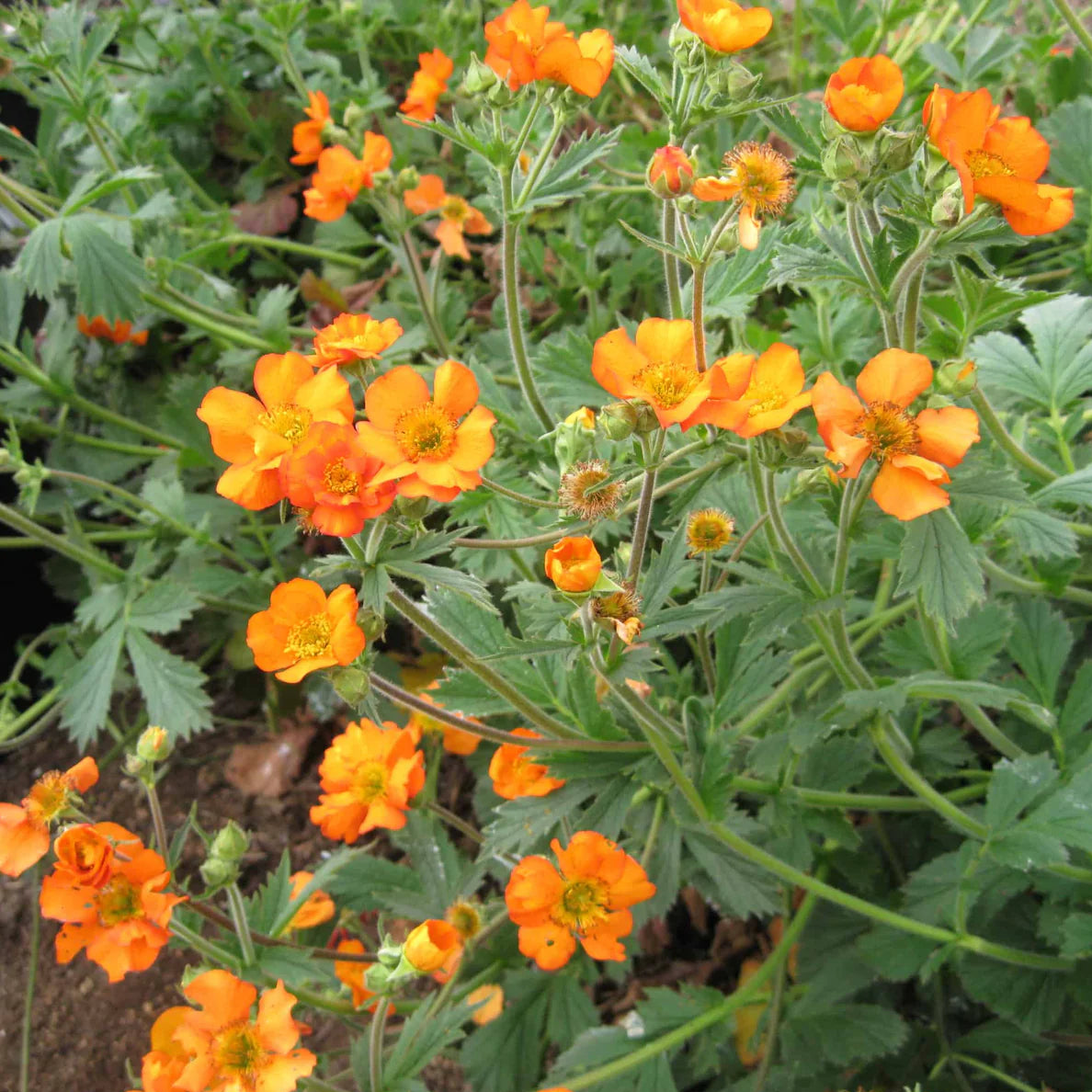 Geum Tangerine