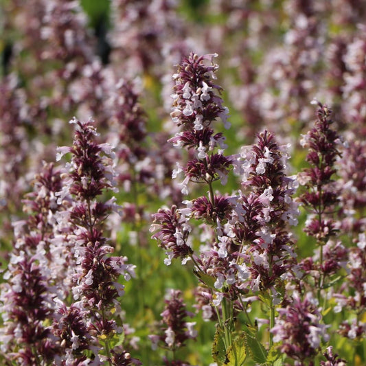 Nepeta Dawn To Dusk