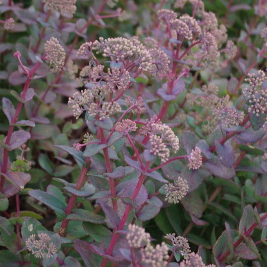 Sedum Beth Chatto's form