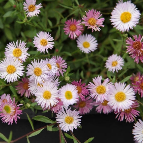 Erigeron L.A Pink Form