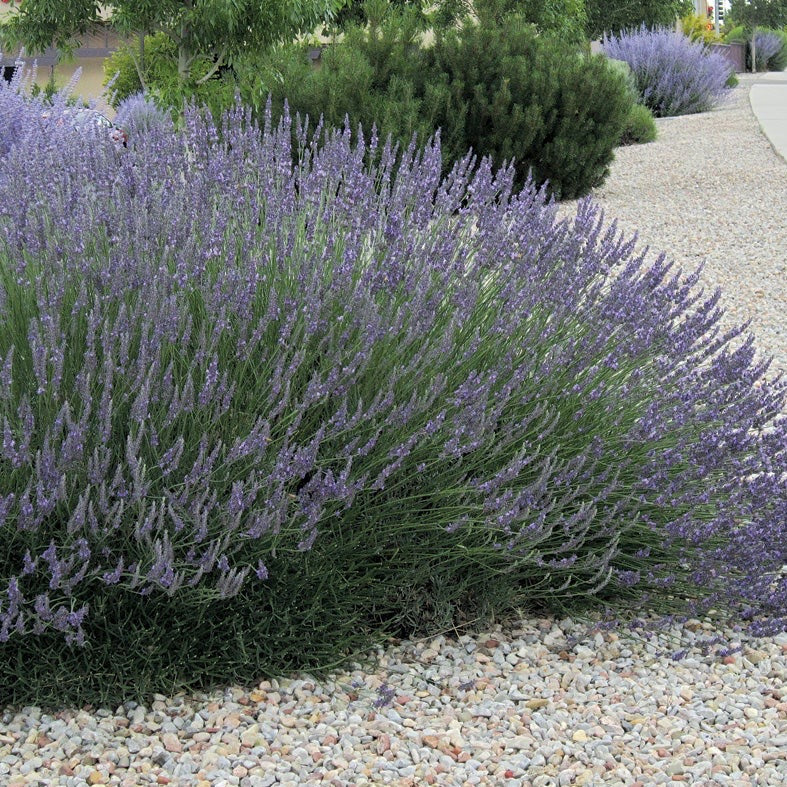 Lavender Grosso