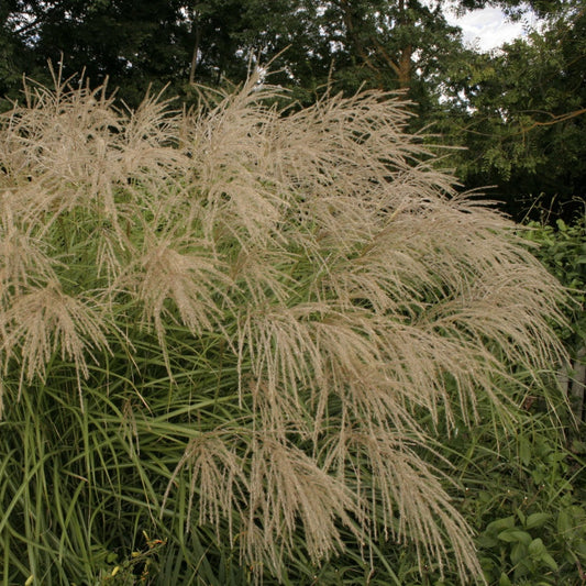 Miscanthus Fallingwater