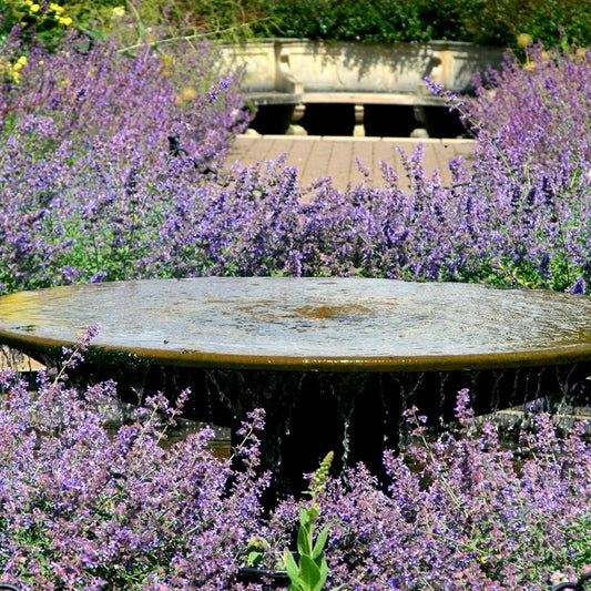Nepeta Six Hills Giant