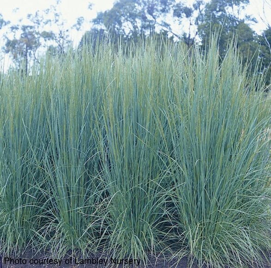 poa-suggan-buggan-plants-online-australia