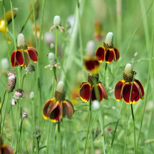 Ratibida columnifera 'Mexican Hat'