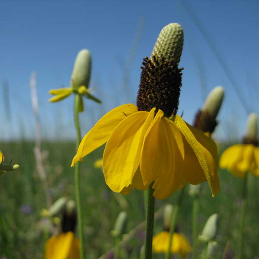 Ratibida Prairie Coneflower