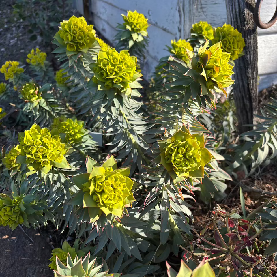 Euphorbia rigida