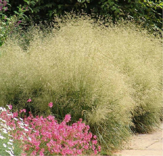 Deschampsia Pixie Fountain