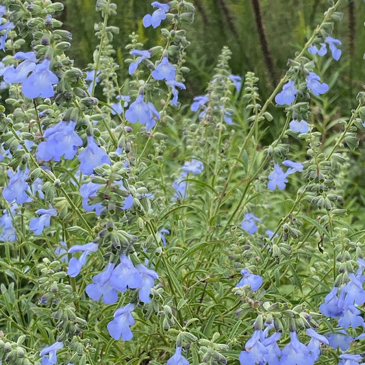 Salvia azurea