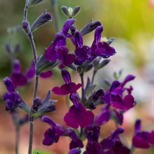 Salvia Cardinal