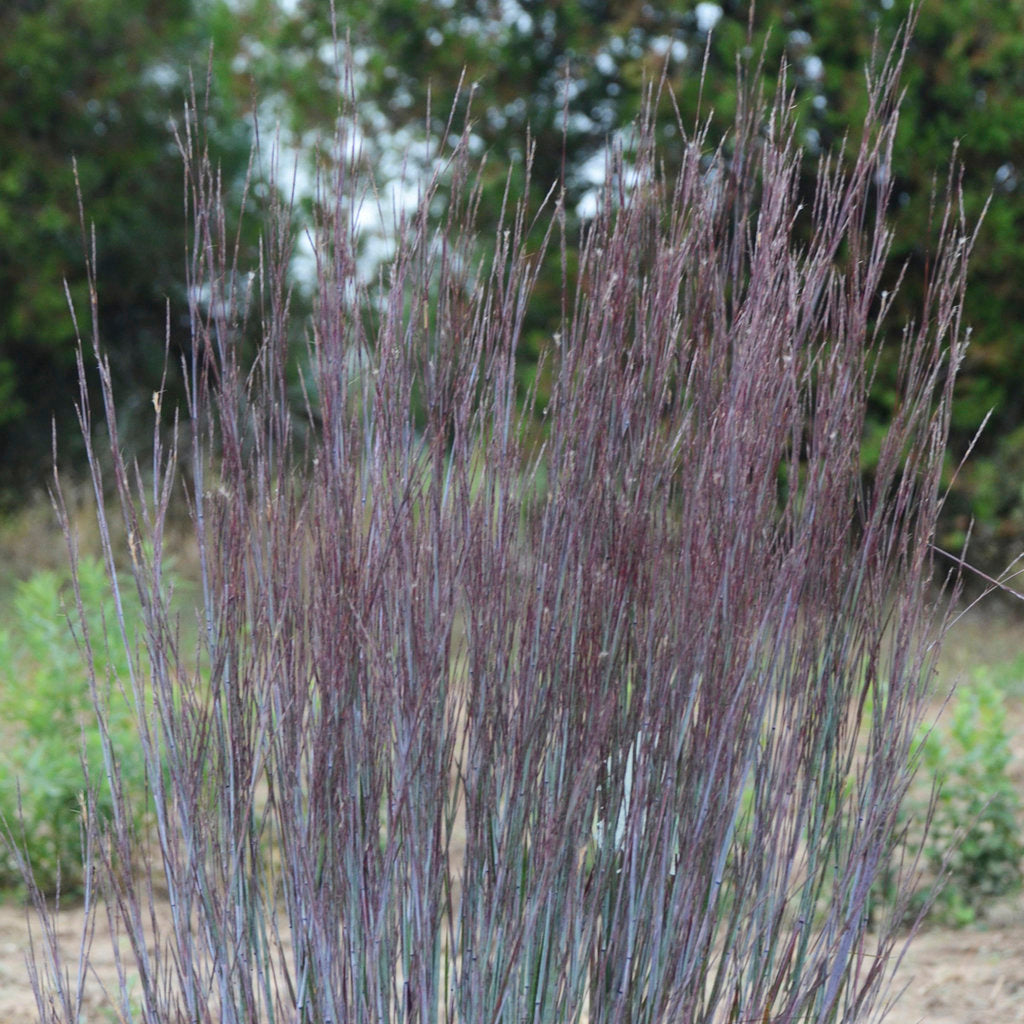 Schizachyrium Blue Paradise