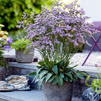 Limonium Dazzle Rocks