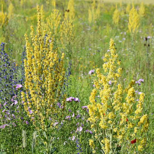 Verbascum olympicum