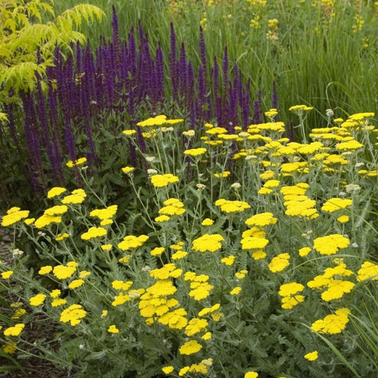Achillea Moonshine