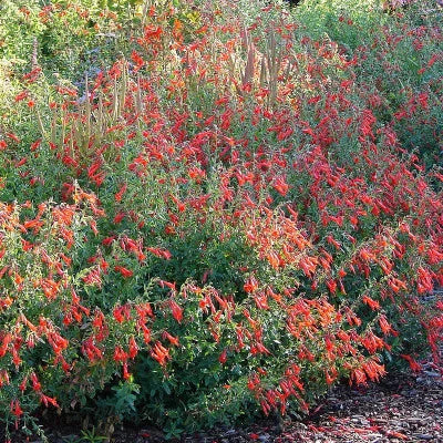 Zauschneria Western Hills